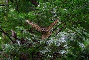 Northern Spotted Owl