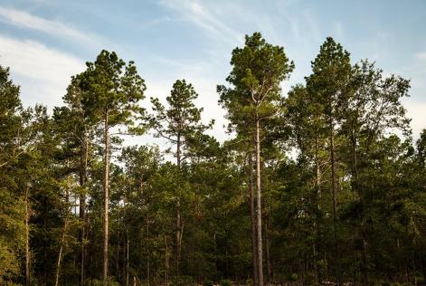 Trees against sky