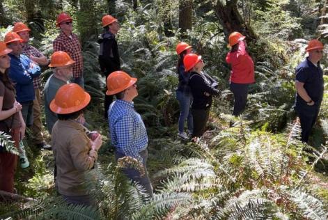 A group wearing orange hard hats listens attentively among dense ferns and tall trees in a forest.