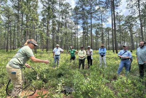 A researcher kneels and uses equipment during a demonstration while attendees watch in a pine savanna clearing.