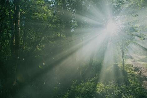 Sun streaming through trees
