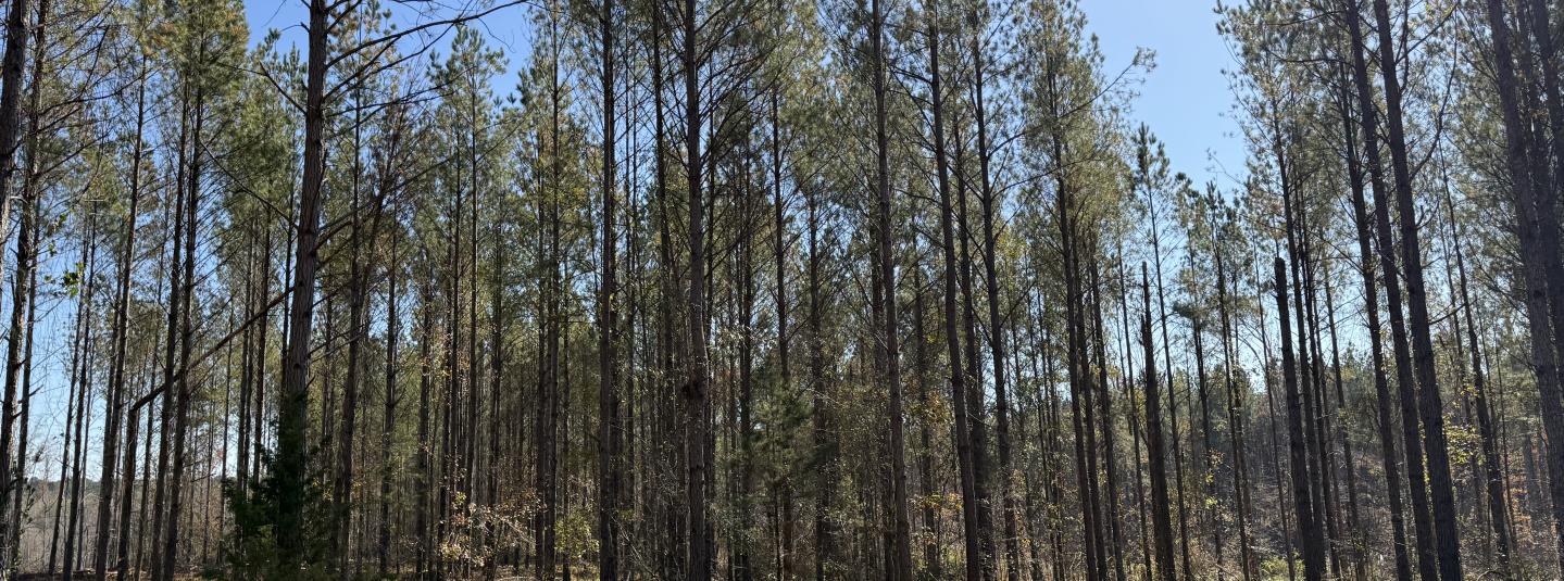 FSC US 2025 Augusta Georgia Forest Tour