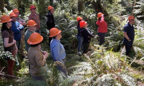 A group wearing orange hard hats listens attentively among dense ferns and tall trees in a forest.