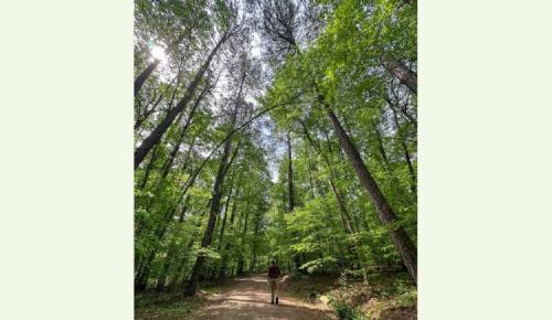 A person walks alone along a wooded trail surrounded by tall trees and sunlight filtering through leaves.
