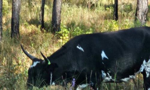 image of cow grazing