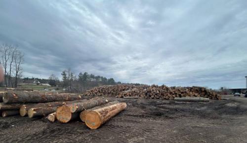 Piles of large logs are stacked outdoors under an overcast sky with trees and buildings in the distance.