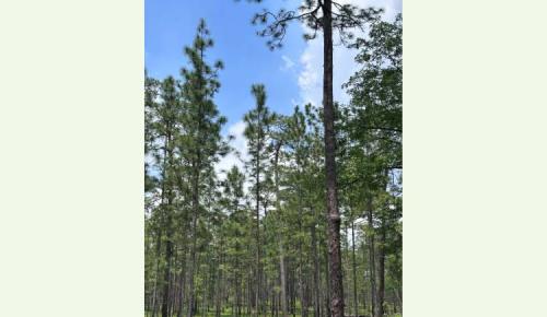 Tall longleaf pines rise against a bright blue sky with scattered clouds.