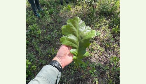 A person holds a large green oak leaf in their hand while standing in the forest.