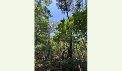 Dense trees and greenery fill the frame, with sunlight filtering through the upper canopy.