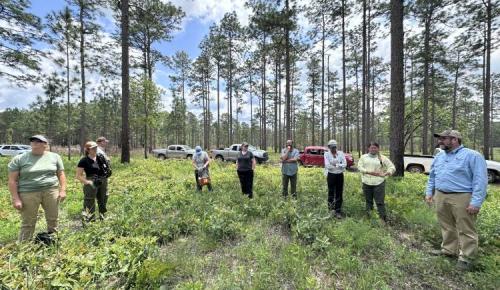Participants stand in a circle among pine trees, listening to a speaker during a field session.