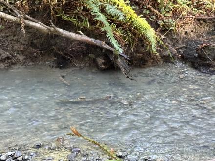 salmon spawning in stream