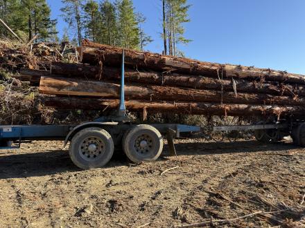 truck-bed carrying logs