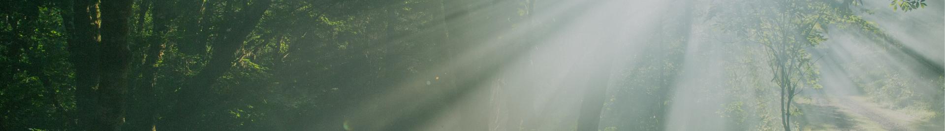 Sun streaming through trees