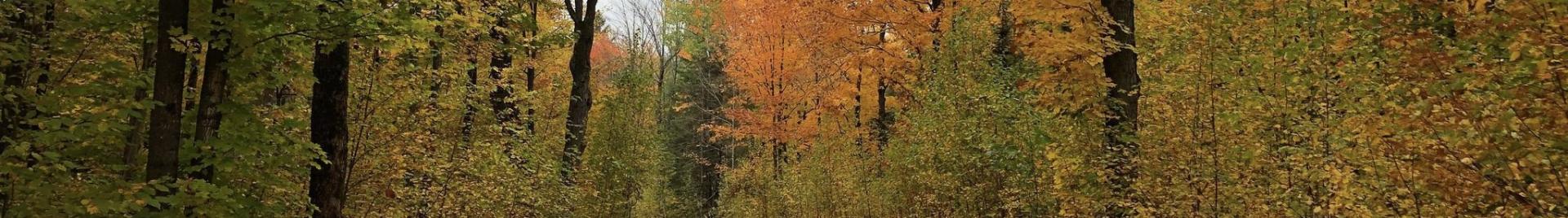 Price County, Wisconsin Forest and Trail