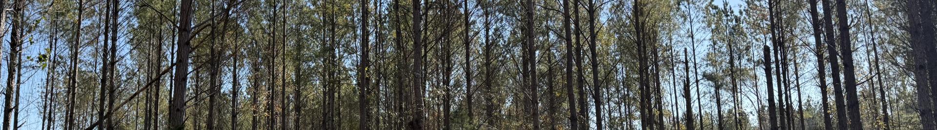 FSC US 2025 Augusta Georgia Forest Tour