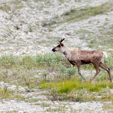 Caribou